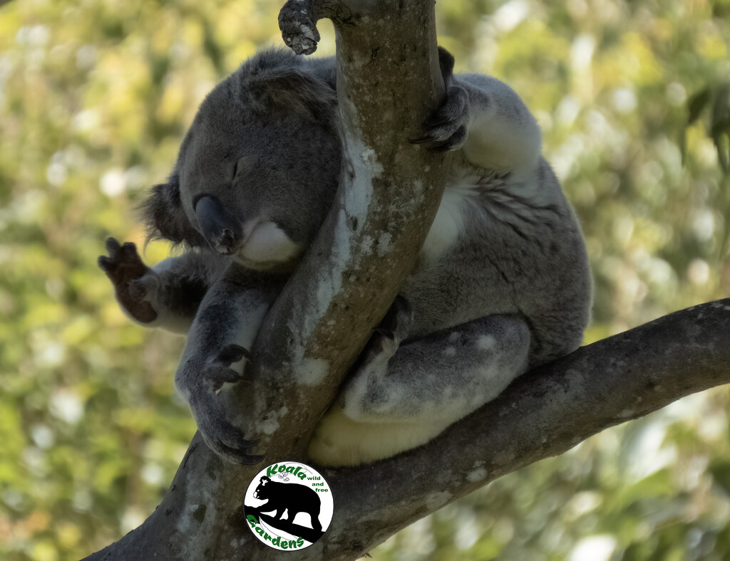 brush my fur 100 times by koalagardens