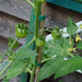 Bumper Crop