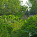 Wild Flower Path