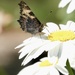 Small Tortoiseshell 