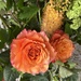 Beautiful roses 🌹 