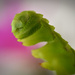 Macro - Unfolding fern