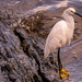 Snoww Egret Taking a Break!