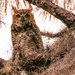 The Great Horned Owl Baby!