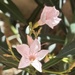 Bloom where you grow…