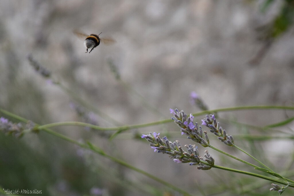 Bumblebee by parisouailleurs