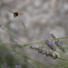 Bumblebee