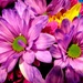 Purple Power
