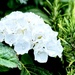 Rosemary perfumed Hydrangeas 