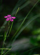5th Jul 2025 - Maiden Pink