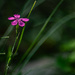 Maiden Pink
