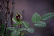 5th Jul 2025 - Rosebud