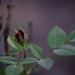 Rosebud