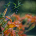 Night shade among the day lilies