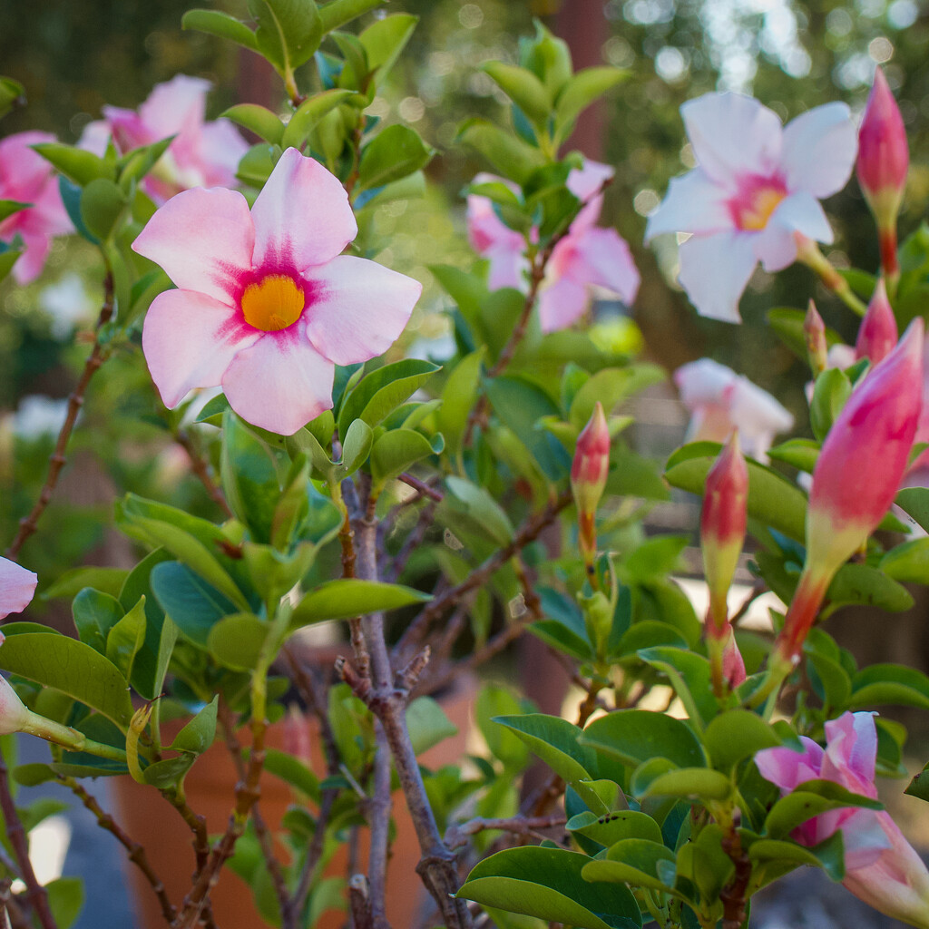 Soft Summer Bloom by matsonnestam