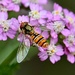 Hover fly