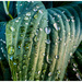 Water drops