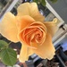 Mini rose