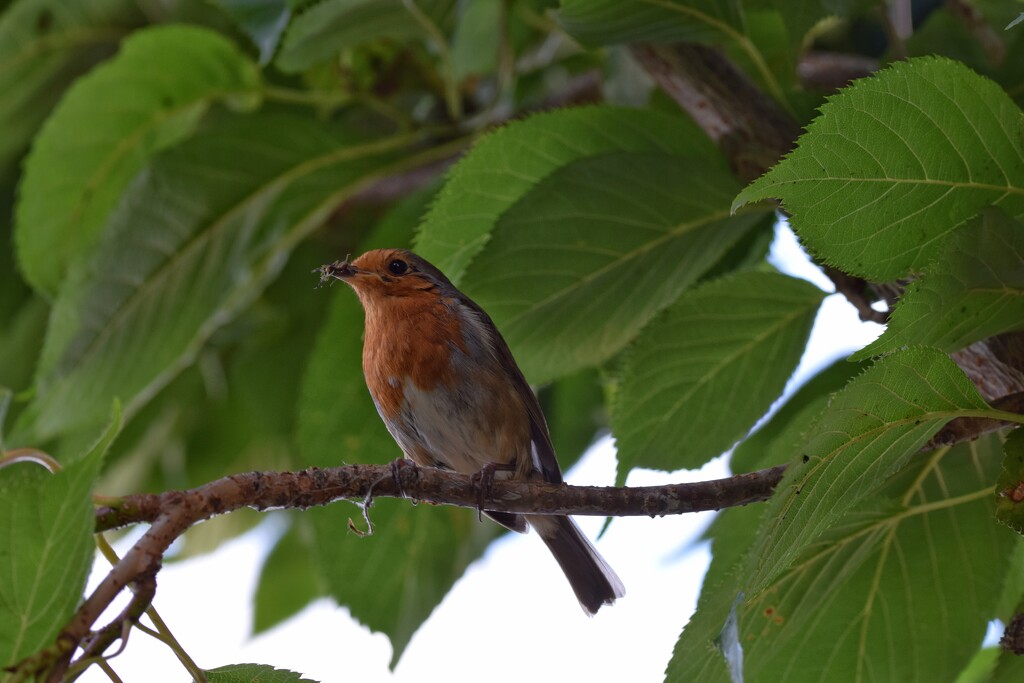 Singing Robin by dragey74