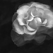 emerging