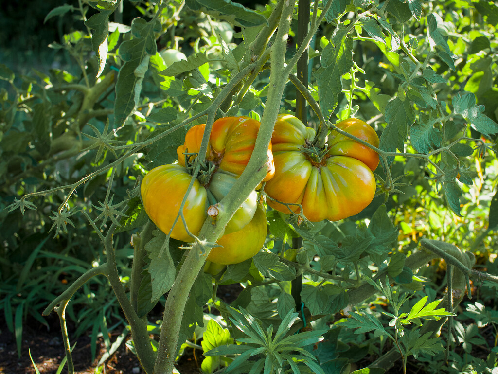 Tomato Giants by matsonnestam