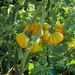 Tomato Giants