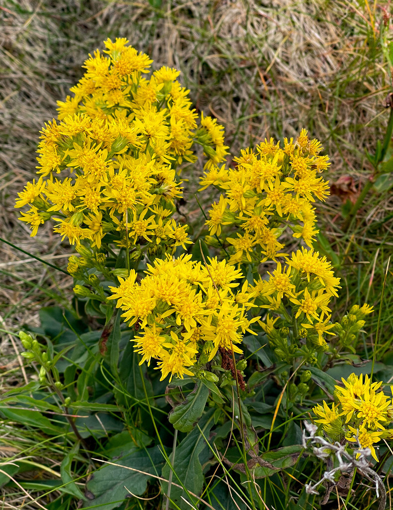 Goldenrod by lifeat60degrees