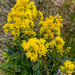Goldenrod