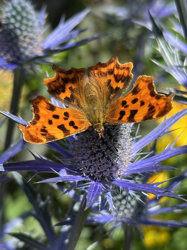 Comma Butterfly by 365projectmaxine