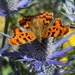 Comma Butterfly