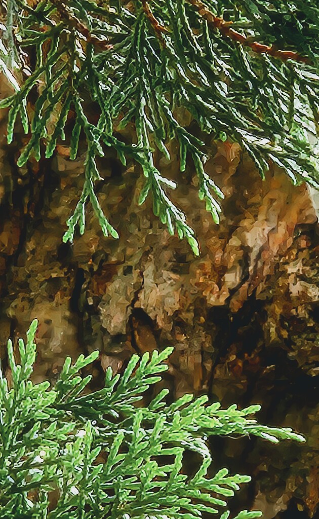 Needles by alyclark