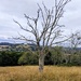 Dead tree