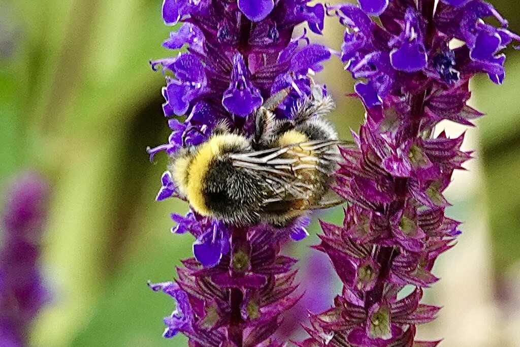 Bee & Flowers by carole_sandford
