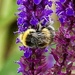 Bee & Flowers