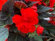 6th Jul 2025 - love me in red