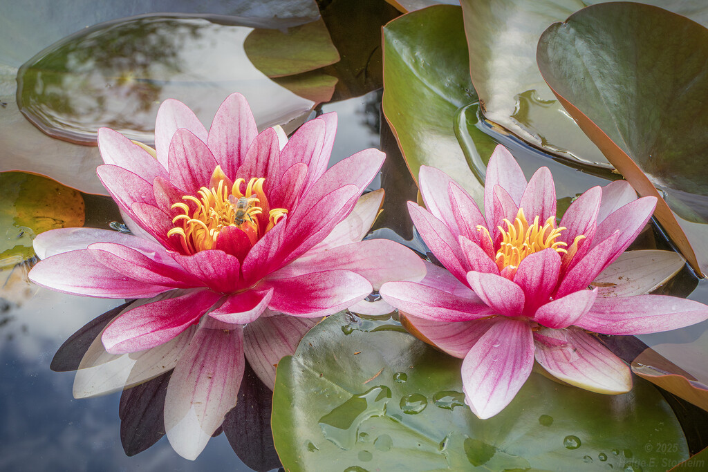 Water lilies by helstor365