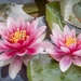 Water lilies