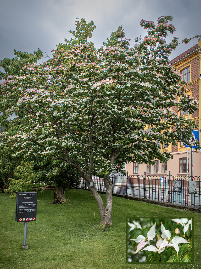 Cornus cousa by helstor365