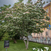 Cornus cousa