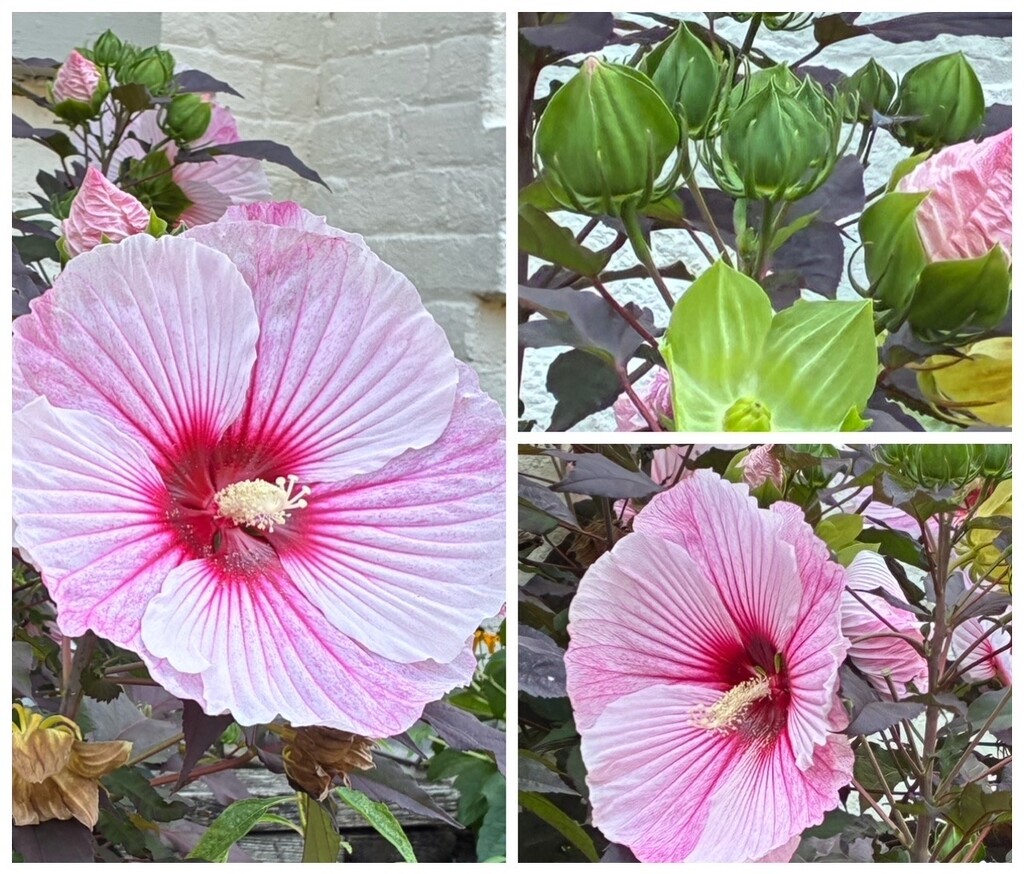 Good Golly, Miss Holly! by allie912