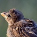 Baby Sparrow