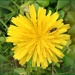 Hover Fly on a Dandelion