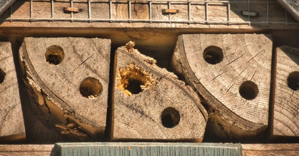 Bug House Abstract by marylandgirl58