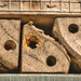 Bug House Abstract