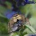 Jumping Spider