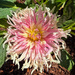 The light pink Dahlia