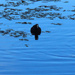 Four Little Water Hens ~