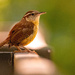 Carolina Wren on the Fence!
