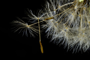 7th Jul 2025 - Dandelion