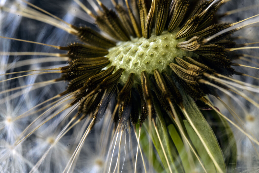 Macro - What's inside the dandelion? by jeneurell